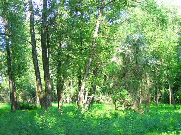 �����-����������� ����� 4.jpg