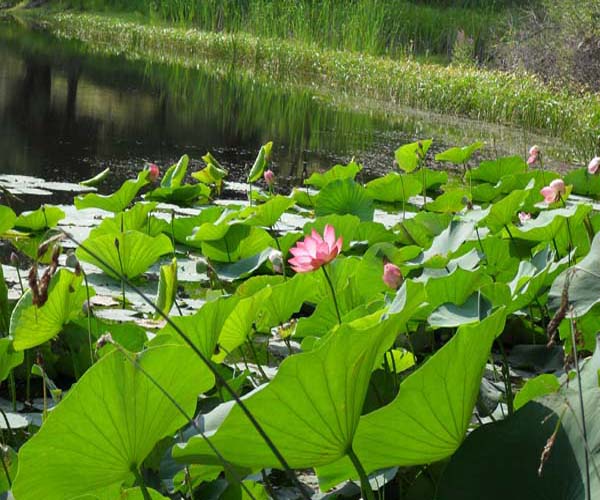 �����-����������� ����� ������.jpg