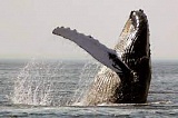 Эквадорские киты начали петь «хитовые» песни сородичей с другого конца Земли