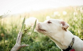 Обнаружена связь между зрением и обонянием собак
