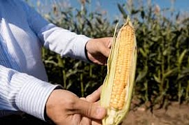 ������������� ������� ������ �������������� 50% ������� ��������