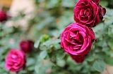 Центральную набережную Волгограда украсят тысячами роз