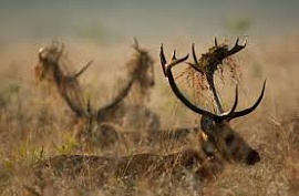 � ������������� ������� ��������� ����� �� ����� ��-�� �� ������ ����������