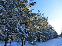 � ������������� ������� ������� ���� ����������������