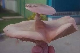 ���������� ������� �������� � ������ ��� ���� �����������