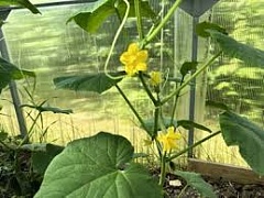 ���� ��� ����� ������� ��� ��������� � ��������