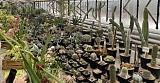 Уникальная выставка орхидей открылась в оранжереях ботанического сада в Волжском
