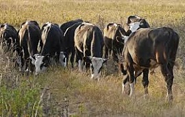 � ������������� ������� ���� ������ �� �������������� �������