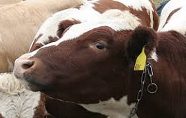 � ������������� ������� ����������� ������� �����������-������������ ������